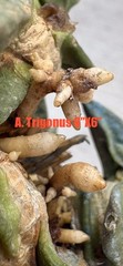 A. Trigonus