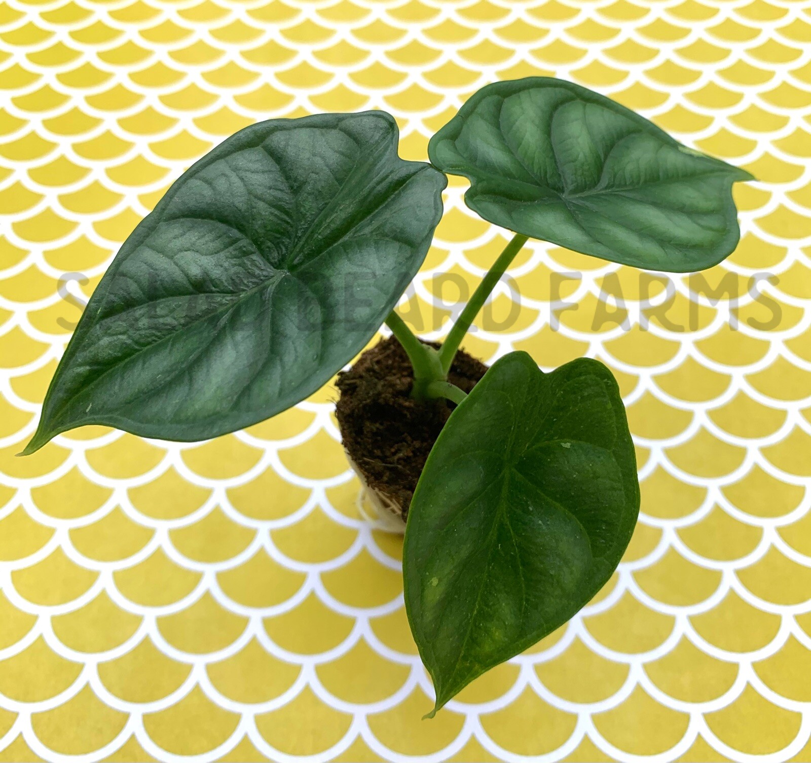 Alocasia 'Dragon Scale' starter plant gallery