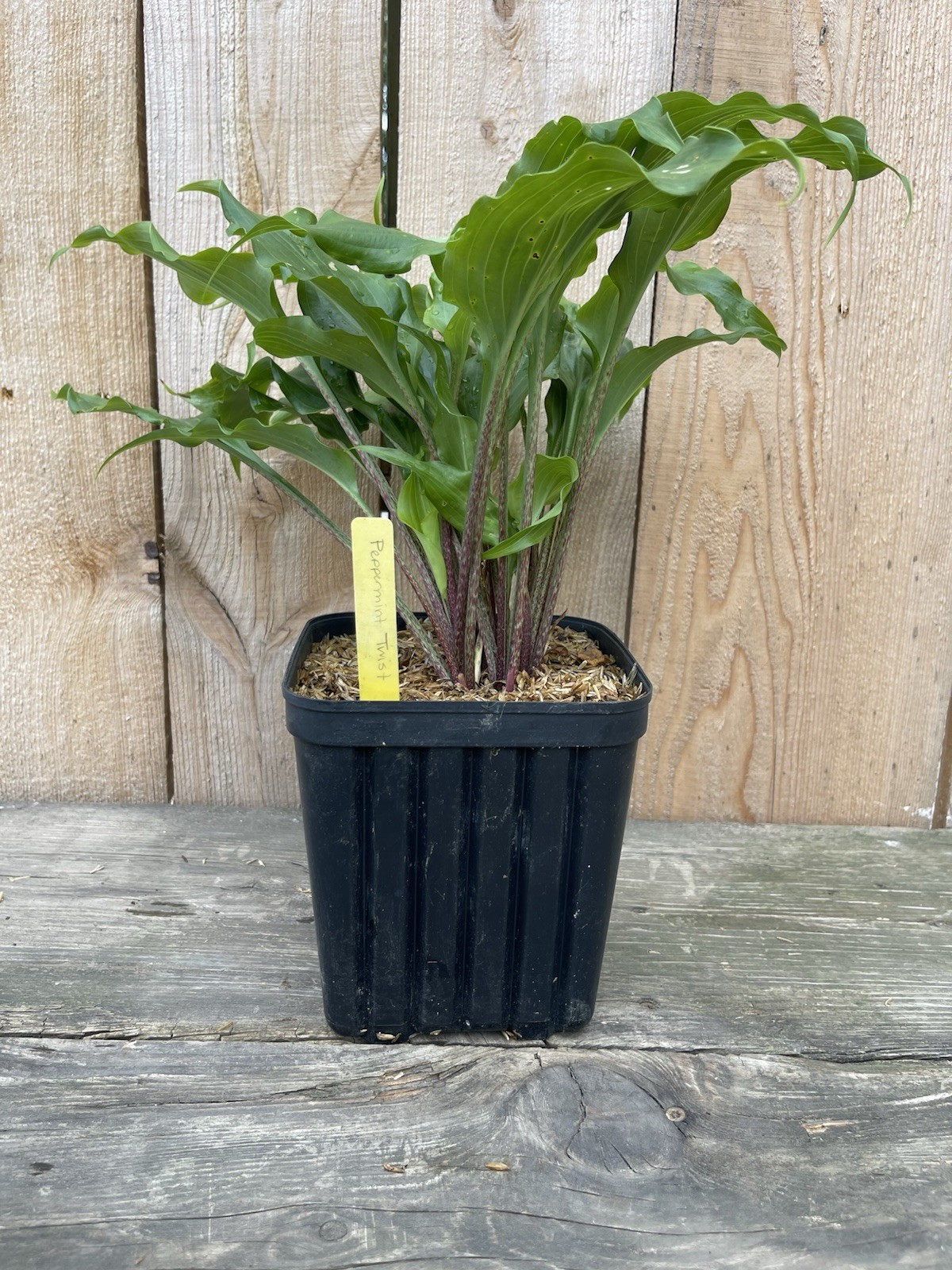 Hosta 'Peppermint Twist' Plant 1gal Pot Twisting Long Leaves And Red Stems WOW! gallery
