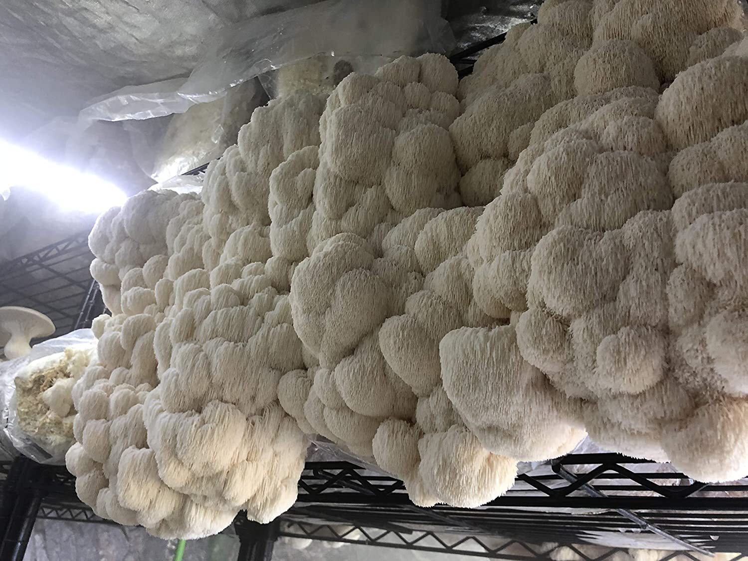 MushroomMediaOnline - 100% Soy Hull Mushroom Pellets (Supplement) gallery