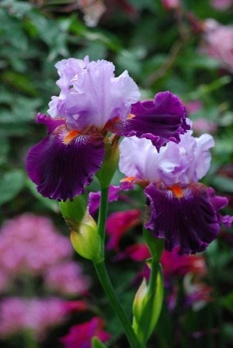 Imported Veriety Bearded Iris Flower Bulbs For planting Pack of 6 flower bulbs gallery