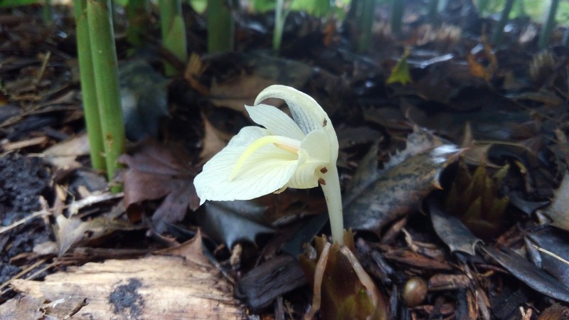 Zingiber Mioga 'Silver Arrow' (Variegated)/Variegated Ginger gallery