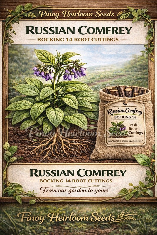 Russian Comfrey Bocking #14, (5) matured Root Cuttings or 1 Established plant gallery