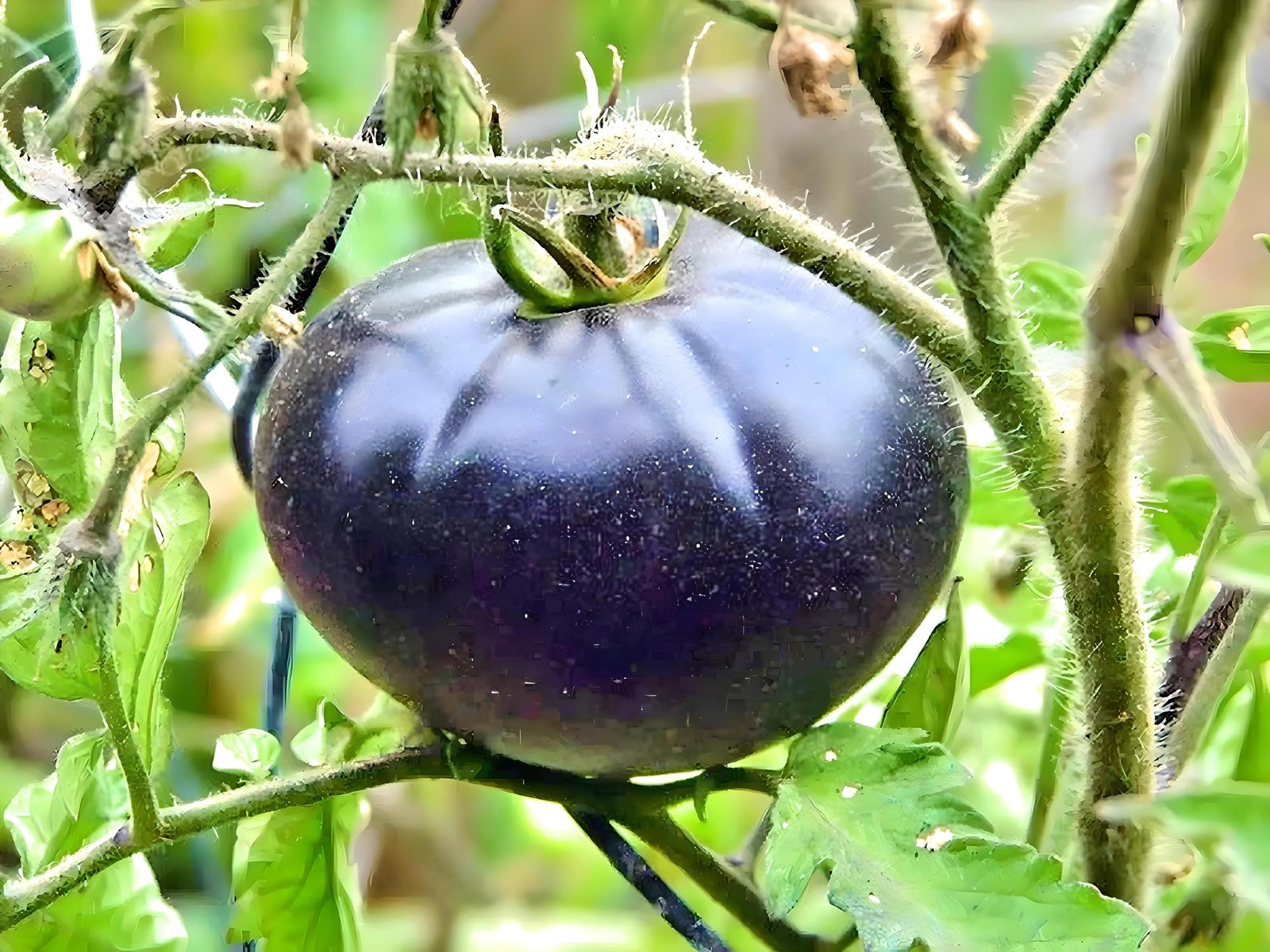 Black Beauty, Tomato gallery