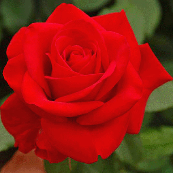 First Lady Nancy Reagan Scarlet Landscape Rose Seedling gallery
