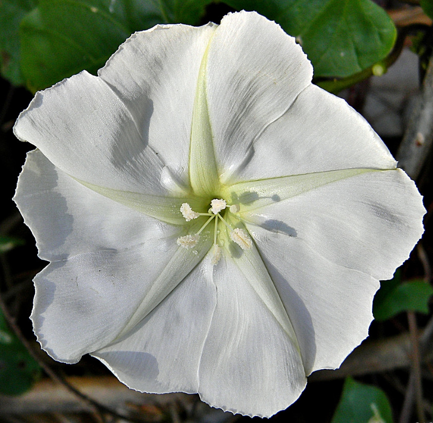 MOONFLOWER WHITE Night Flowering Vine Ipomoea alba Moths Pollinate USA 25 Seeds! gallery