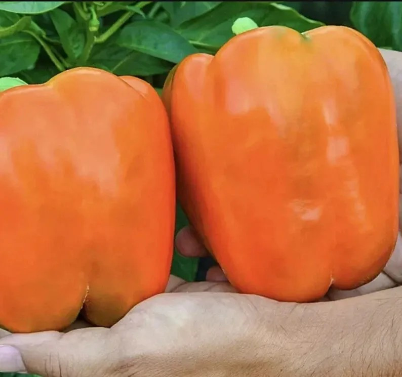 240+ Orange King Bell Pepper Seeds - Sweet - Heirloom - Organic - NON GMO gallery