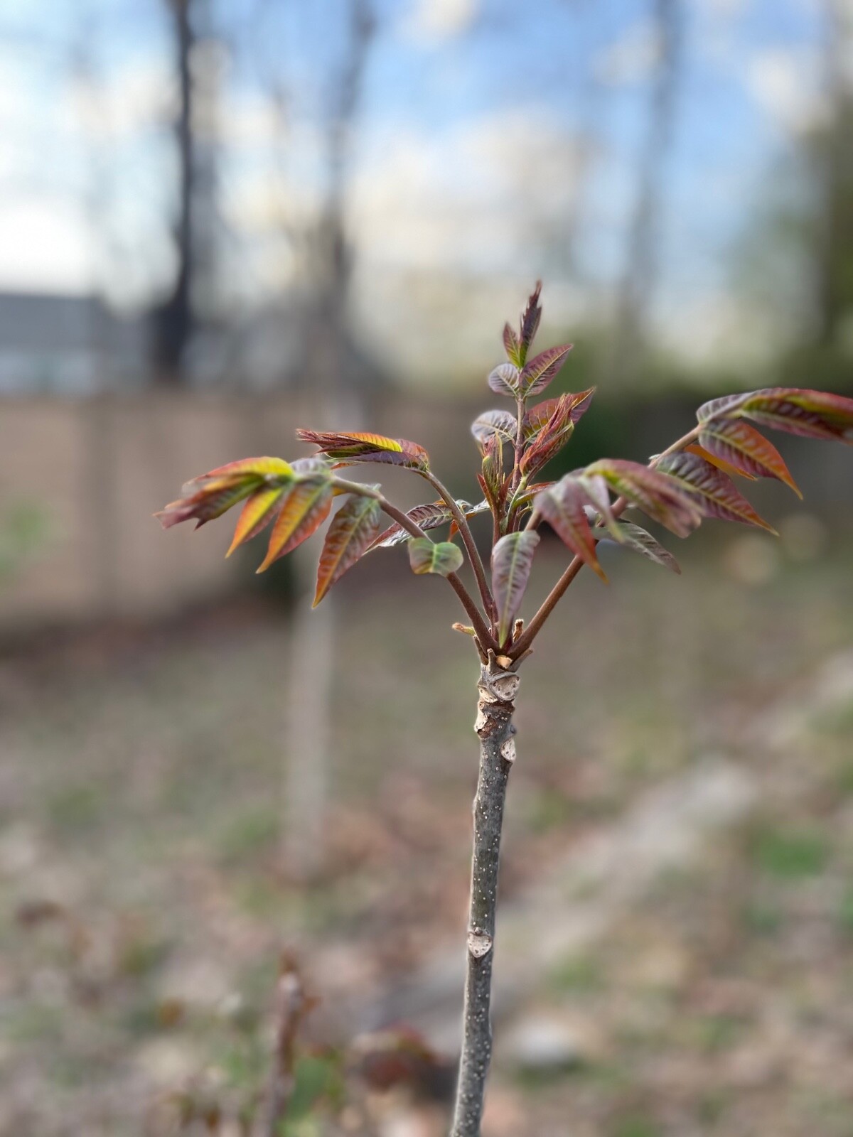 2 yr old红油香椿树 Toona Toon Sinensis Mahogany XiangChun TREE, 1 -2 ft tall gallery