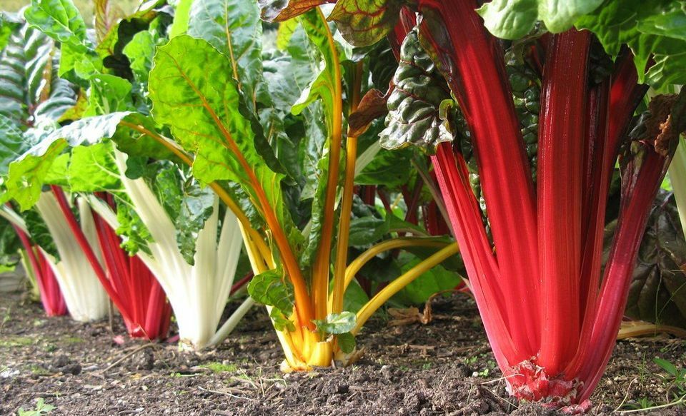 Swiss Chard Seeds - Rainbow Mixture _ Heirlooms - 2.grams gallery