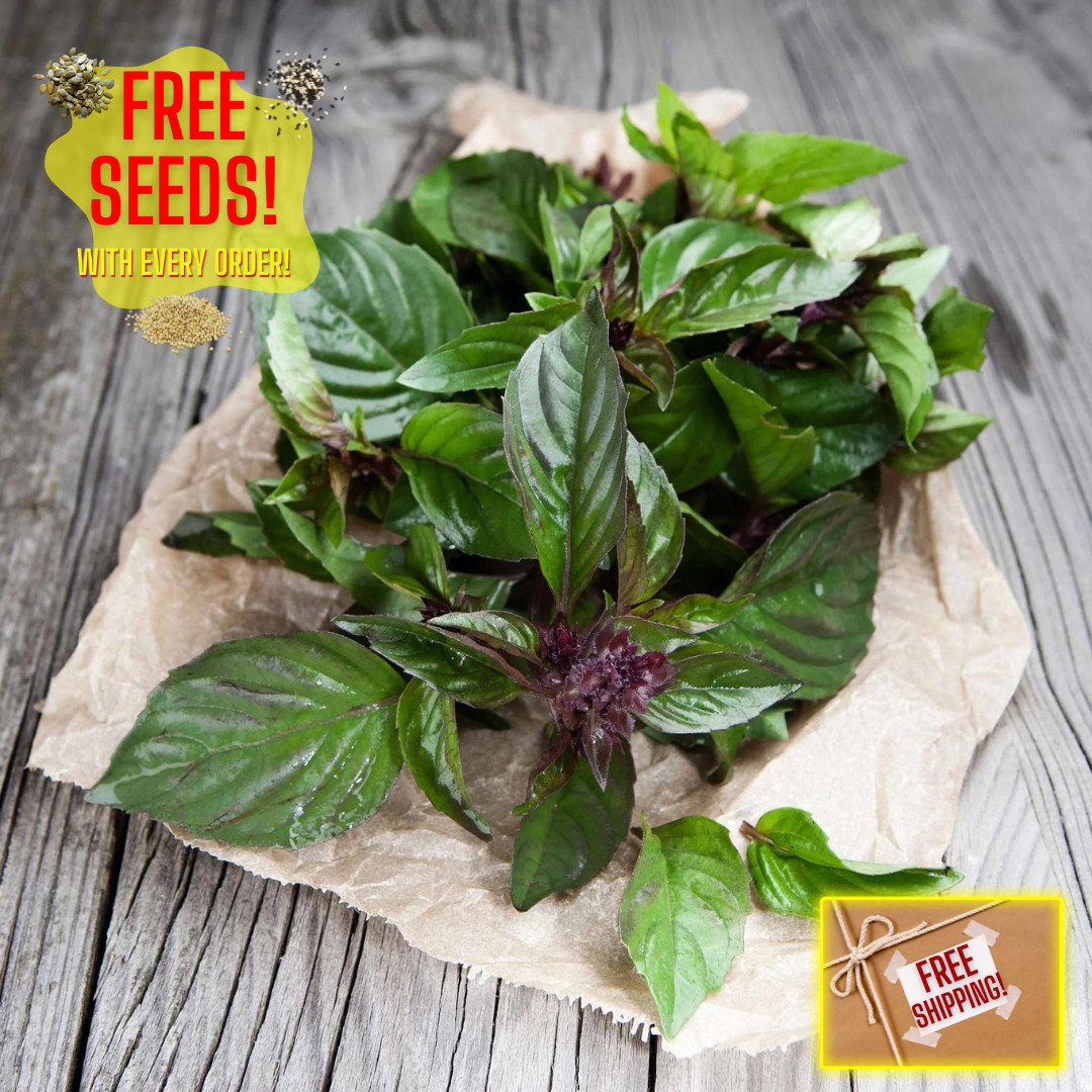 Fresh Sweet Large Leaf Thai Basil Seeds | Heirloom | Non-GMO | Asian Herb Seeds gallery
