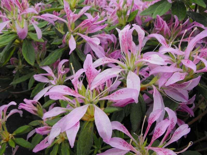 ~~KOROMO SHIKIBU ~~Azalea Rhododendron Deciduous Starter Plant~ VERY RARE! gallery