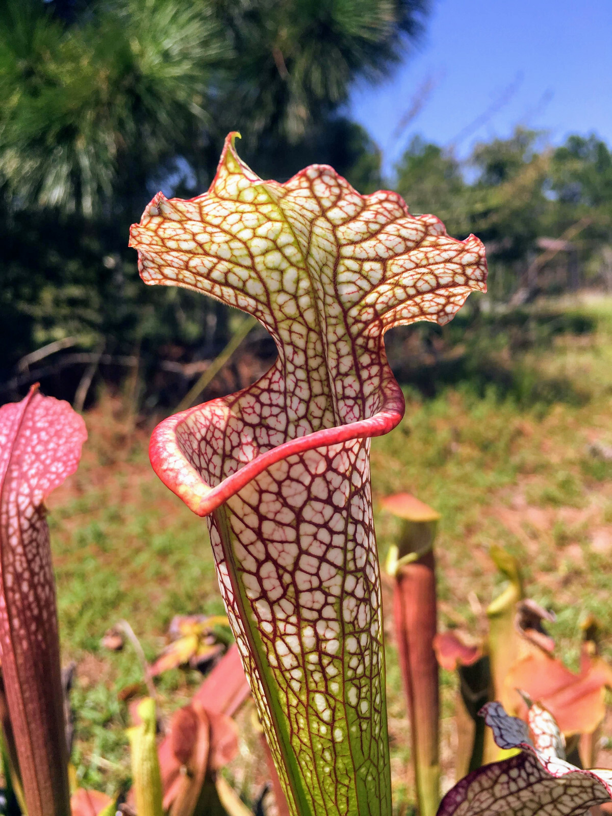 CARNIVOROUS PITCHER PLANT: Sarracenia leucophylla gallery