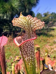 CARNIVOROUS PITCHER PLANT: Sarracenia leucophylla