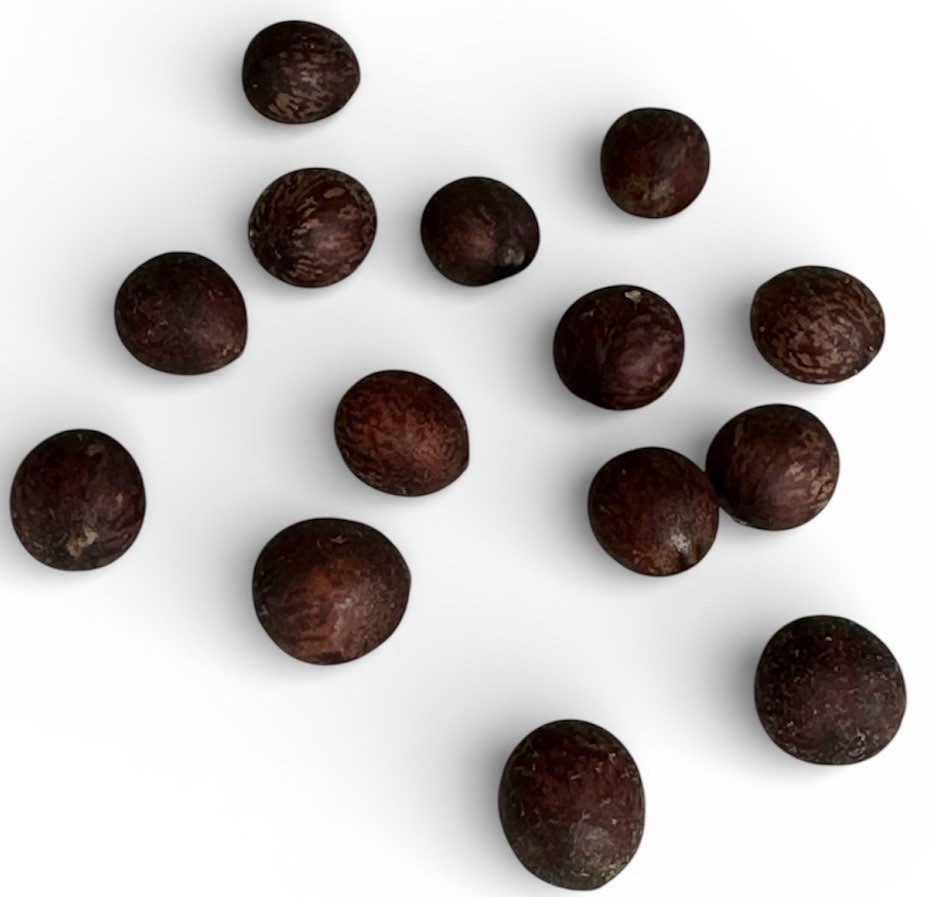 Laurus nobilis | Bay Laurel | Sweet Bay | 11 Seeds | Free Shipping gallery