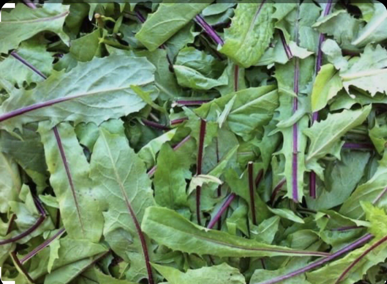 600 Plus Chicory-Italian Dandelion-Non GMO-Open Pollinated. gallery