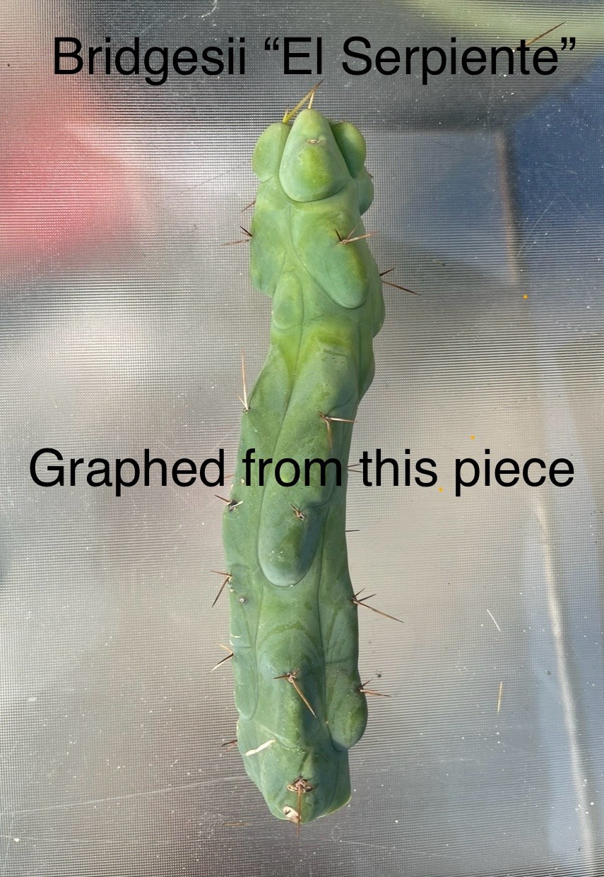 Echinopsis Cactus Graft gallery