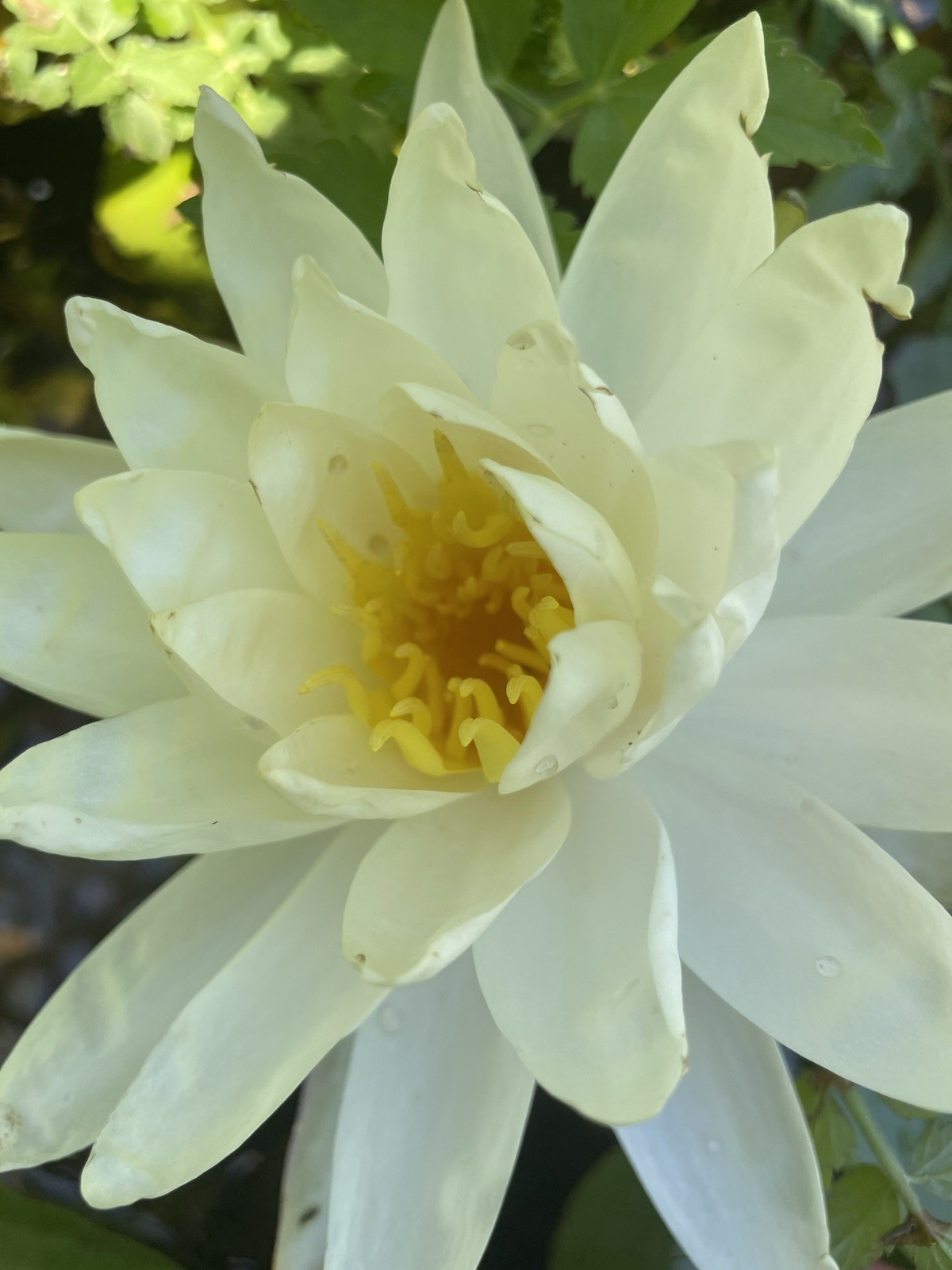 Virginia White Cold Hardy Water Lily / Mature Blooming Size gallery