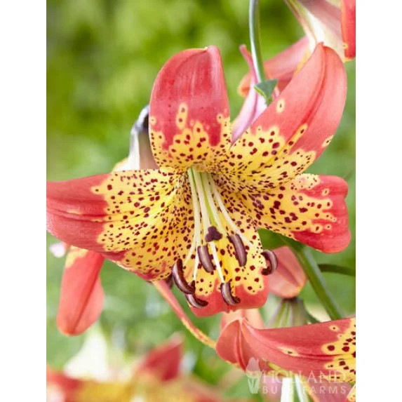 15 Mixed Lily Bulbs slightly sprouted gallery