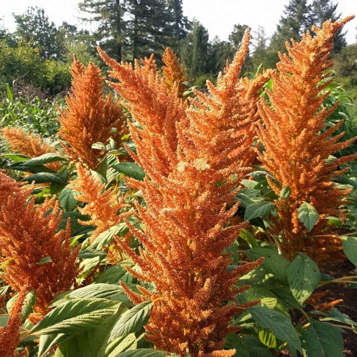 200 Amaranth Seeds | Heirloom I Non-GMO | Organic Free Shipping &Tracking gallery