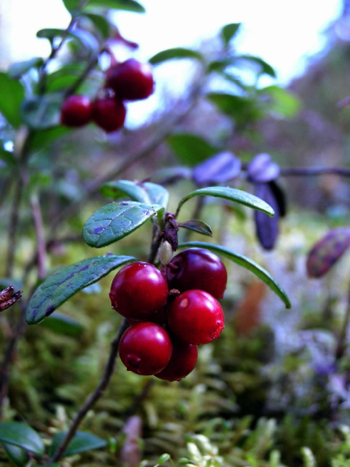 Lingonberry Organic {Vaccinium v.i.} Superfruit! Free U.S. Shipping! 25+ seeds gallery
