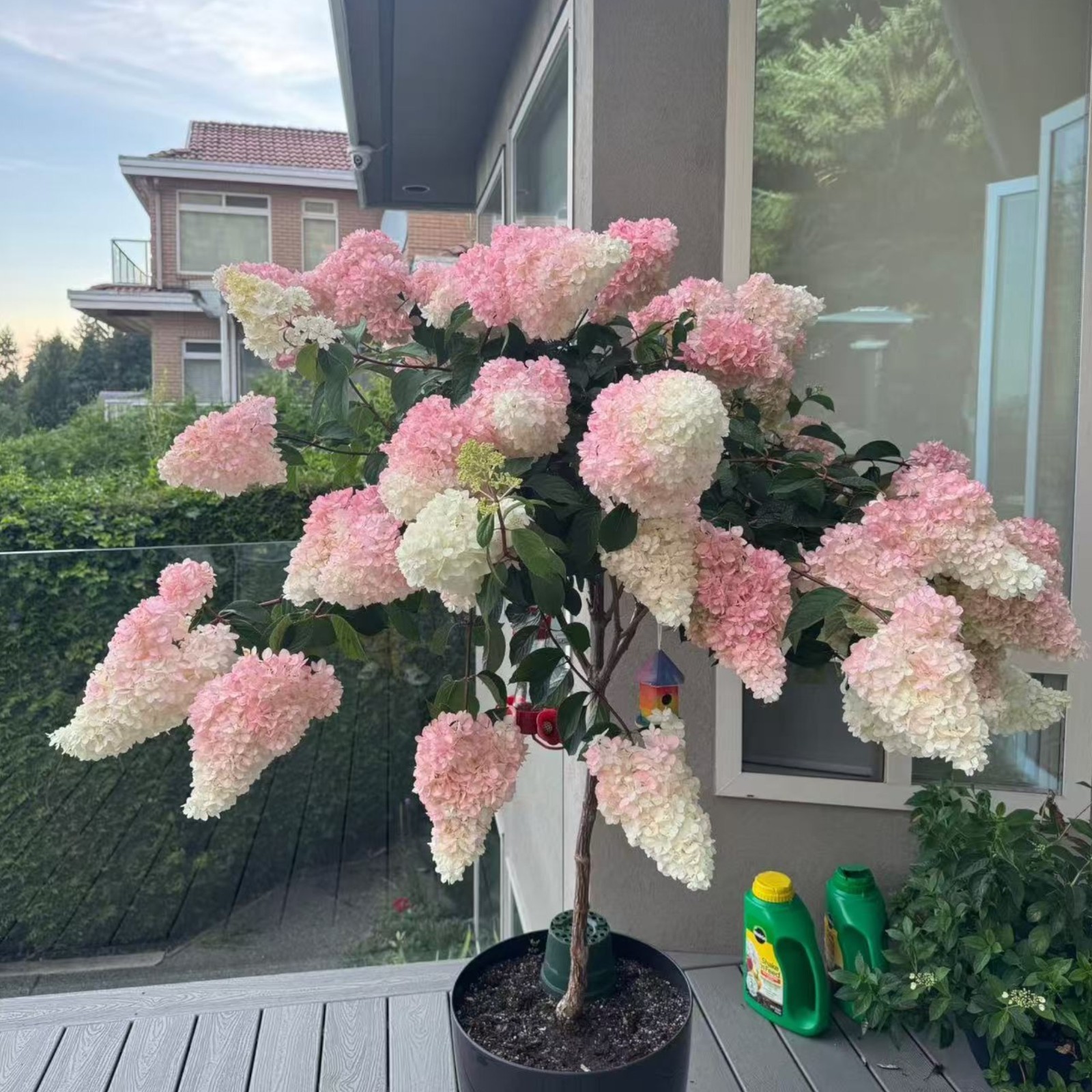50 Strawberry Hydrangea Tree Seeds – Pink & White Cone Blooms, Heirloom Flower gallery