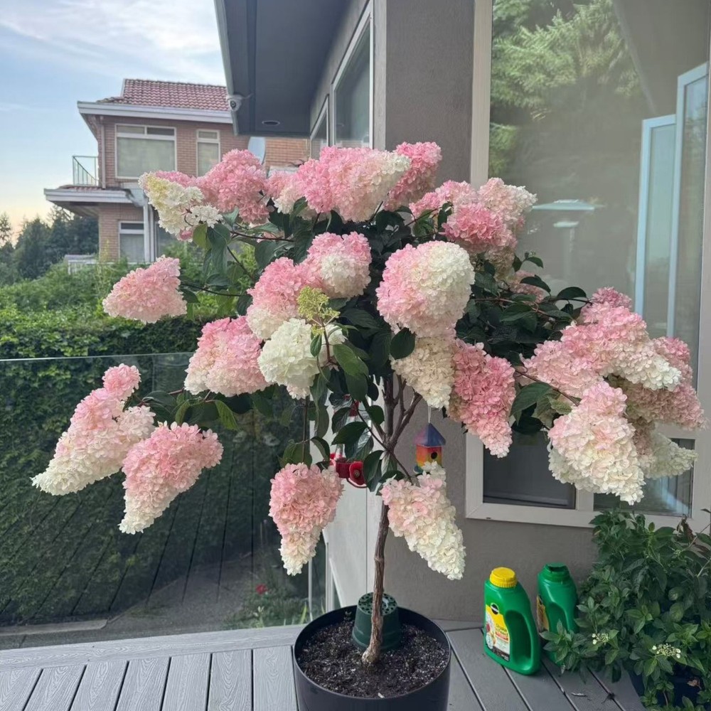 50 Strawberry Hydrangea Tree Seeds – Pink & White Cone Blooms, Heirloom Flower