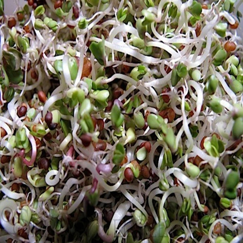Peyton's protein mix seeds for sprouting microgreens "Cool Beans N Sprouts". gallery