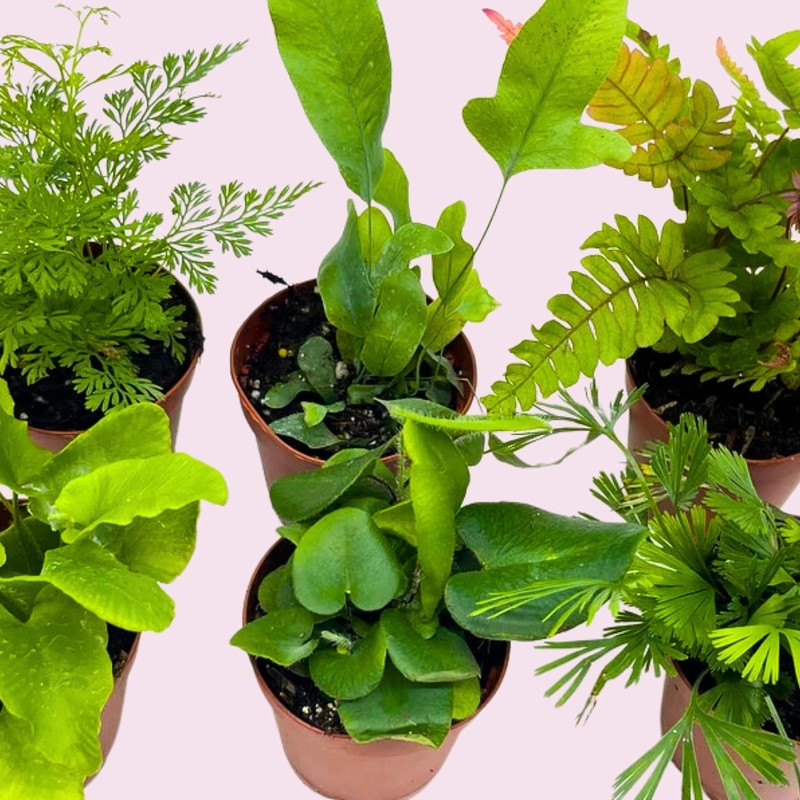 Fern Variety Assortment, 6 Different Fern Plants, in 2 inch pots, Super Cute, Be gallery