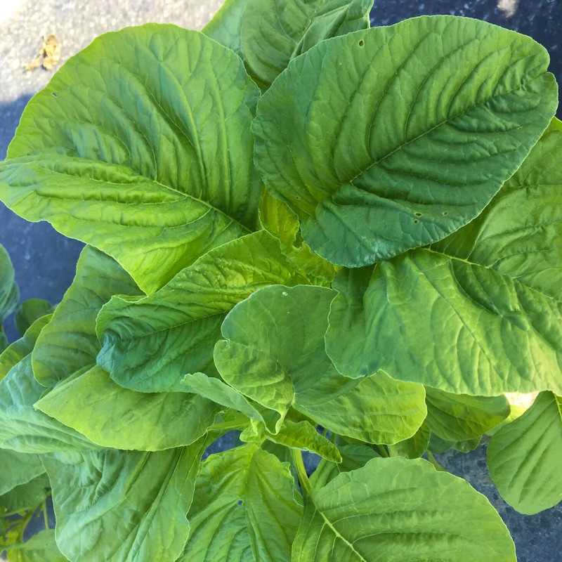 Fresh Green Leaf Amaranth Seeds | Lu Hsien | Heirloom Non-GMO | Asian Vegetables gallery