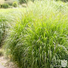 Panicum Shenandoah Grass 2 Potted Plants – Rooted in Quart Pots, Easy to Grow