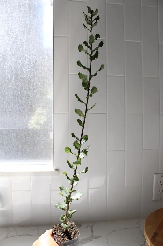 Cork Oak (Quercus Suber) – Bonsai Starter Tree gallery