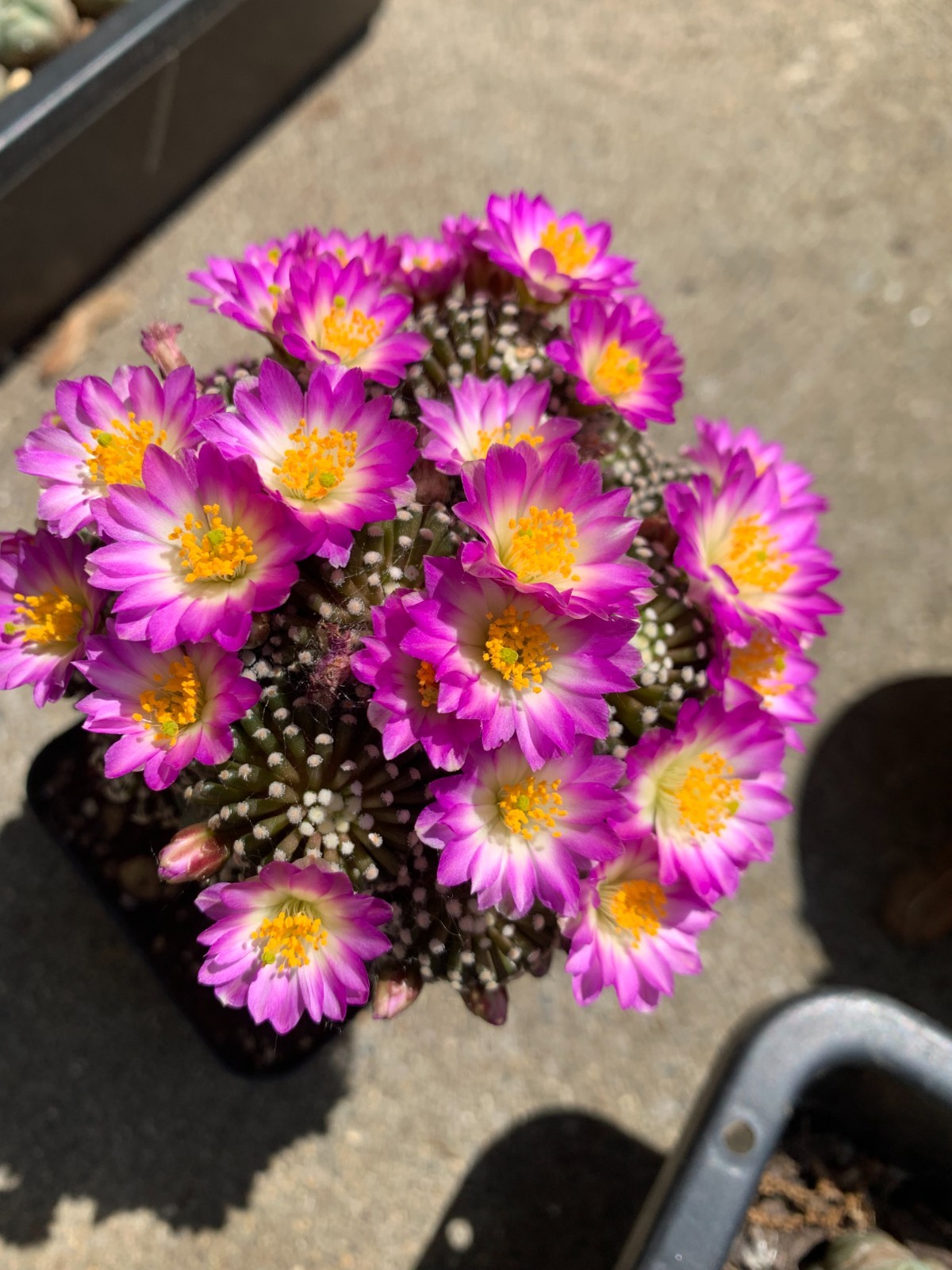 Mammillaria luethyi gallery