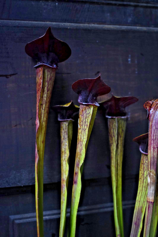 🔥 SINGLE DIVISION Sarracenia Alata Red x Oreo Live Pitcher Plant SHIPS BAREROOT gallery