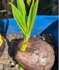 Dwarf Organic Coconut seeds sprouted 2 gallery
