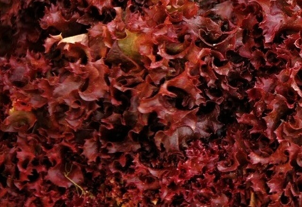 Ruby Red Lettuce Seeds 600+ Vegetable Garden Heirloom NON-GMO USA FREE SHIPPING gallery