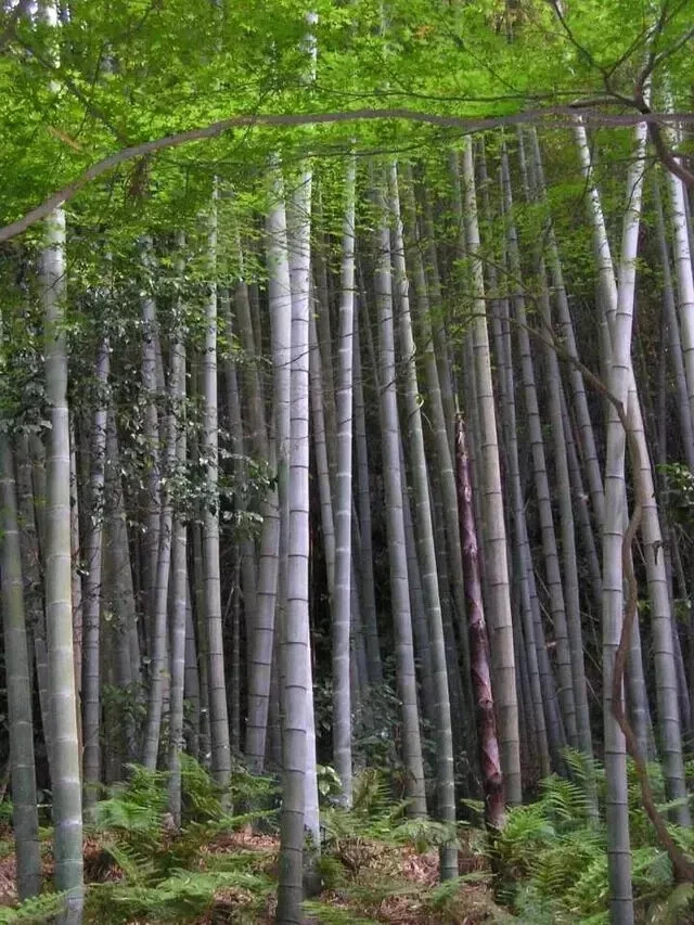 500+ MOSO Bamboo Seeds. Giant Phyllostachys edulis. USA Seller, Fast Shipping gallery