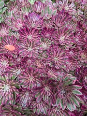 Imported Ink printing succulent 1pc