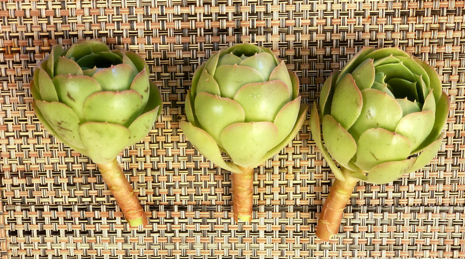 2 x AEONIUM SPP CUTTING - LOOKS LIKE A ROSE BUD - 2" (= 5 CM) diameter gallery