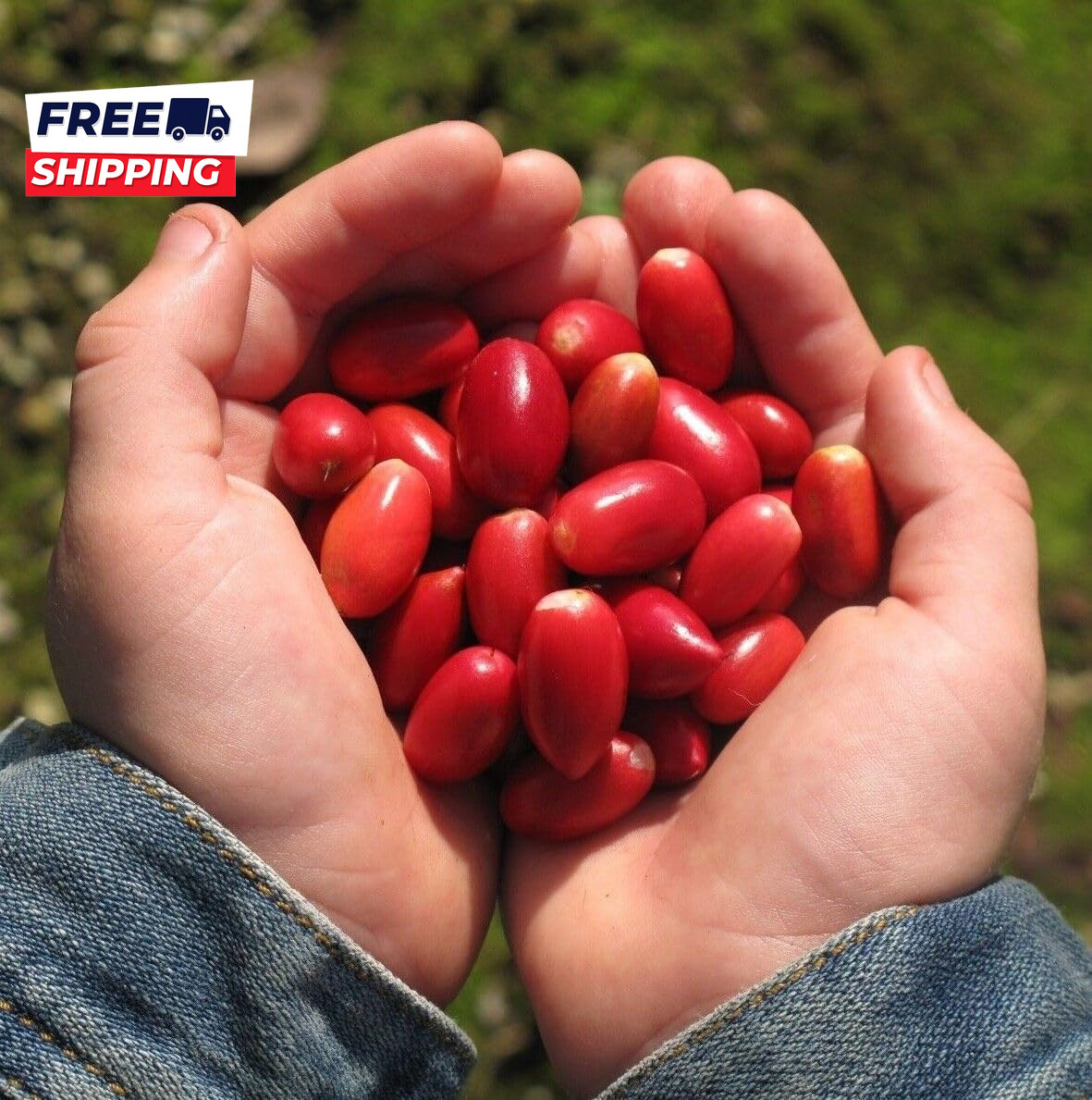 35+Tropical Miracle Berry Fruit Seed for Planting Outdoor-Edible Berries Plant Y gallery
