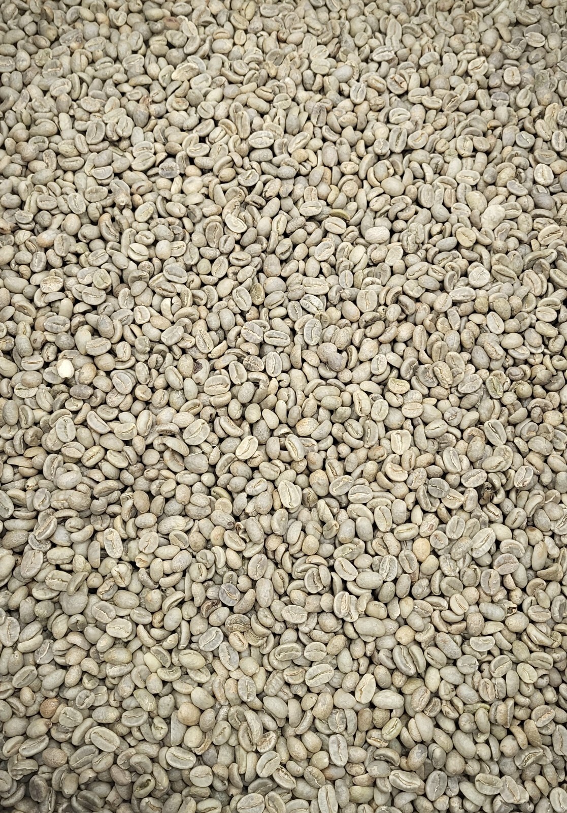 10 Pounds Premium, Unroasted, Columbian, Green Coffee Beans by Colony Coffee gallery
