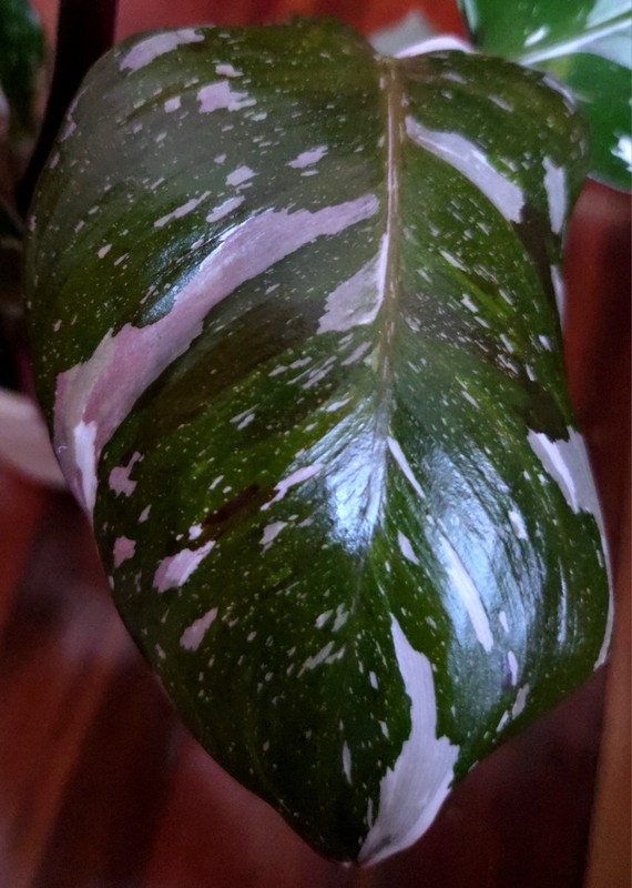 Rare Philodendron Scarlet Princess 16" Tall Multi Branch Not Anthurium Monstera gallery