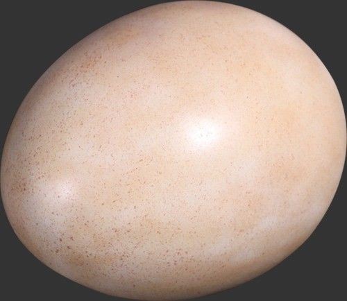 Large Sauropod Dinosaur Egg Life Size Resin Statue Prehistoric Display Prop gallery