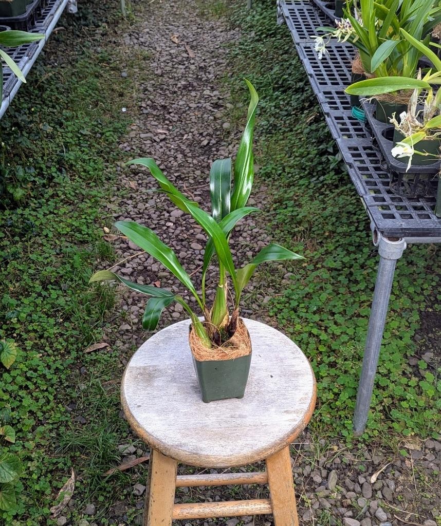 Fragrant Orchid Species Coelogyne flaccida. Blooming Size Plants. Limited! gallery