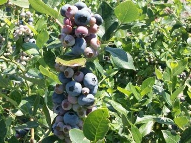 1 Springhigh Blueberry - Vaccinium corymbosum - Starter Plug gallery