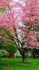 Princess Tree {Paulownia tomentosa} 100+ seeds Free US Shipping! Fast Growing gallery