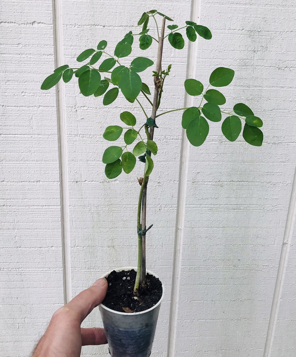 Moringa Oleifera Miracle Tree Life Plant Organic 12” In 4” Pots 6 month grow gallery