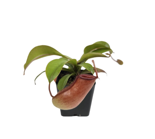 Lady Luck Pitcher Plant Live Carnivorous Tropical Houseplant in Pot gallery