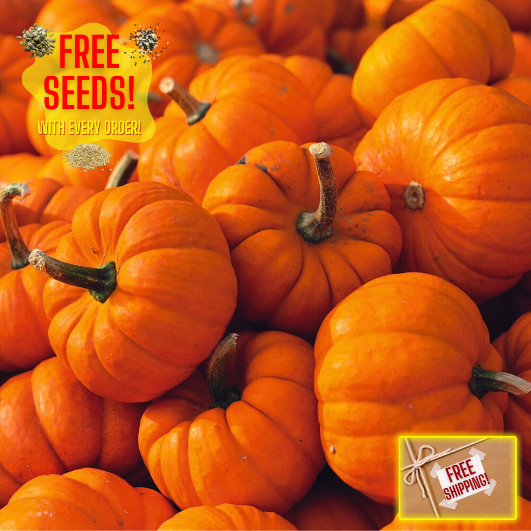 Fresh Cute Jack Be Little Pumpkin Seeds | Heirloom Non-GMO | Vegetable Seeds gallery