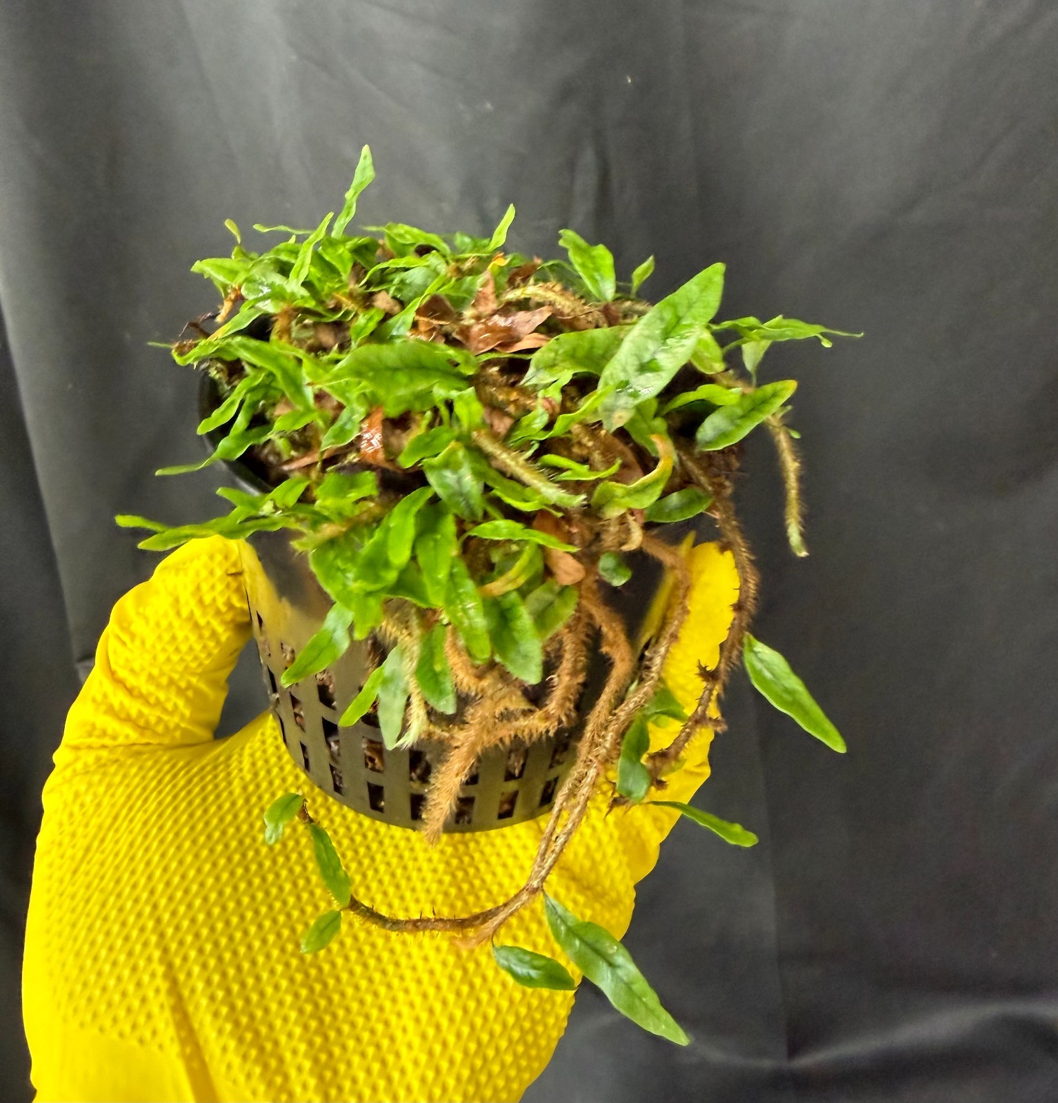 MICROGRAMMA LYCOPODIOIDES - Mini tropical fern terrarium plant gallery