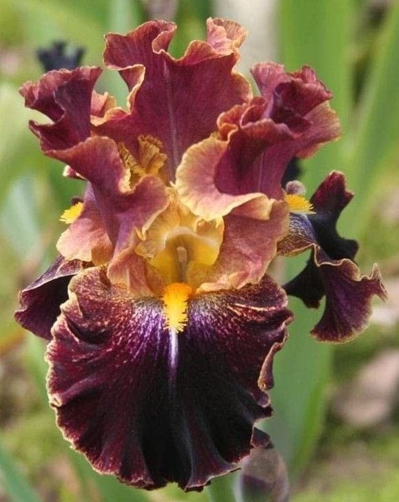 Imported Veriety Bearded Iris Flower Bulbs For planting Pack of 6 flower bulbs gallery